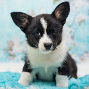 Szczeniaki Welsh Corgi