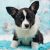 Hodowla Welsh Corgi