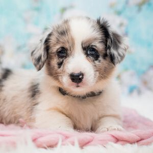 Szczeniaki Welsh Corgi