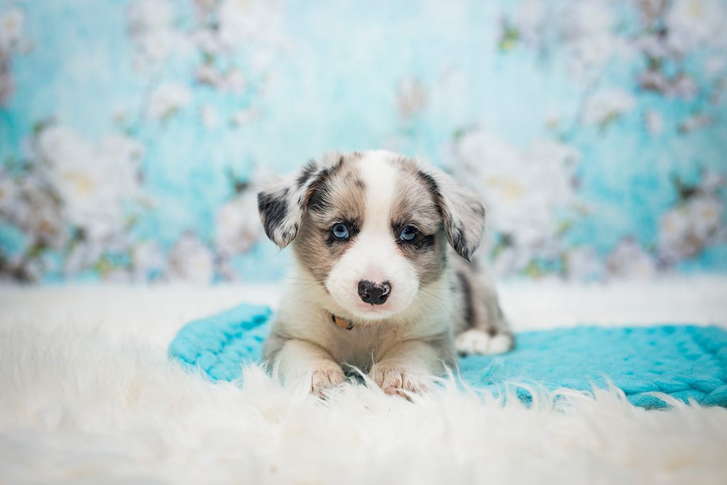 pies EDEN szczeniak Welsh Corgi Cardigan