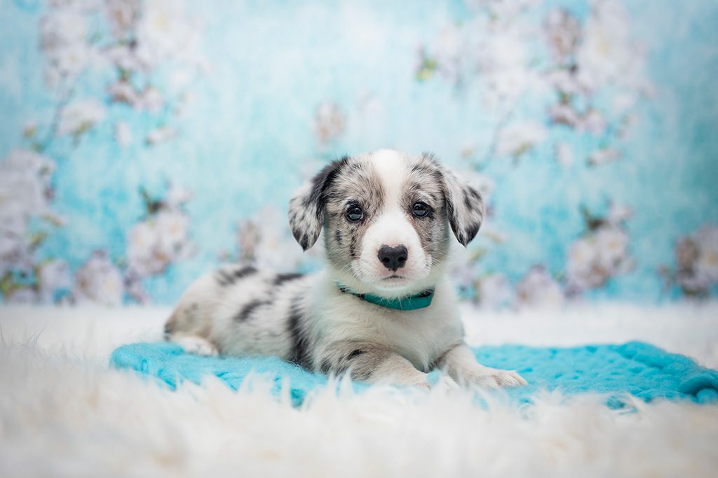 pies EMINENTE szczeniak Welsh Corgi Cardigan