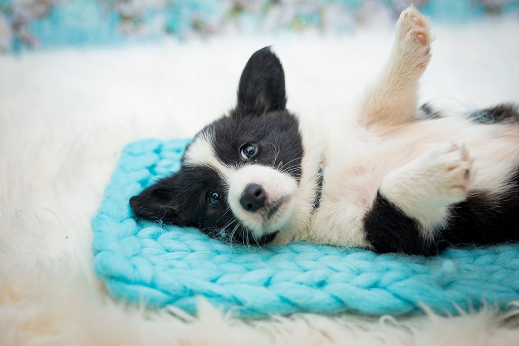 pies ENRIQUE szczeniak Welsh Corgi Cardigan