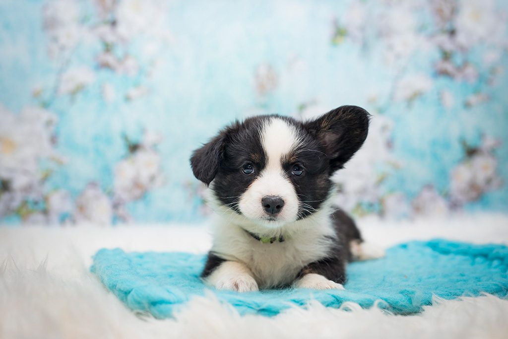 pies ERARIO szczeniak Welsh Corgi Cardigan