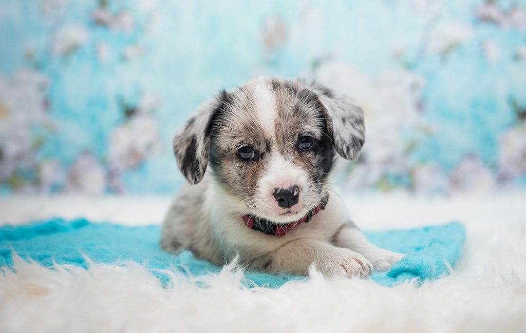 pies ERNESTO szczeniak Welsh Corgi Cardigan