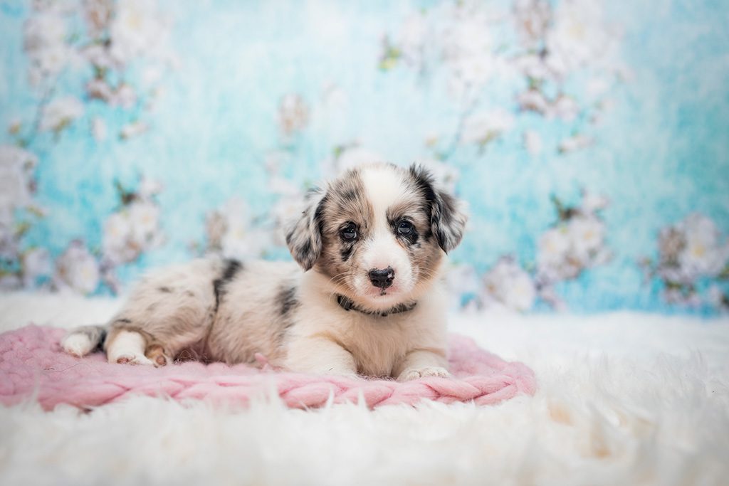 suczka ESPERANZA szczeniak Welsh Corgi Cardigan