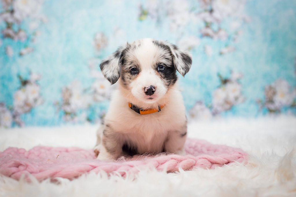 suczka ESSA szczeniak Welsh Corgi Cardigan