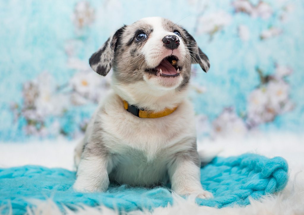 pies ESTEBAN szczeniak Welsh Corgi Cardigan